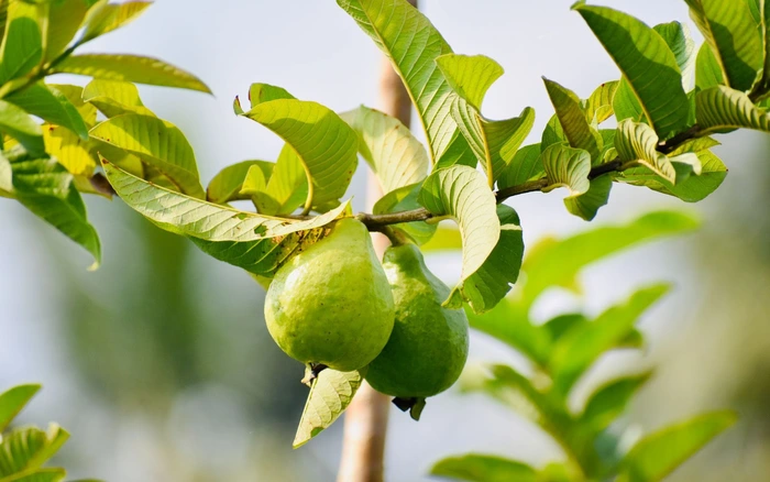 📰 TRÀ BÚP ỔI GIẢM CÂN – BÍ QUYẾT LẤY LẠI VÓC DÁNG TỪ LÁ CÂY QUEN THUỘC