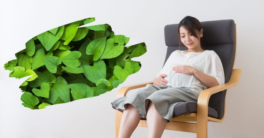 TRÀ DIẾP CÁ – BÀ BẦU UỐNG ĐƯỢC KHÔNG? CHUYÊN GIA GIẢI ĐÁP TRÀ DIẾP CÁ – BÀ BẦU UỐNG ĐƯỢC KHÔNG? CHUYÊN GIA GIẢI ĐÁP